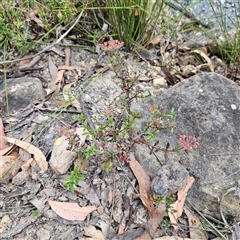 Pomax umbellata at Budawang, NSW - 29 Dec 2024