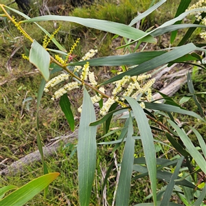 Acacia longifolia at Budawang, NSW - 29 Dec 2024