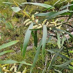 Acacia longifolia at Budawang, NSW - 29 Dec 2024