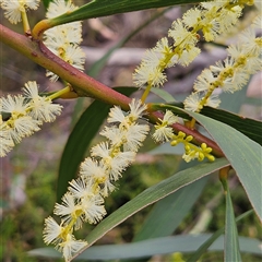 Acacia longifolia at Budawang, NSW - 29 Dec 2024