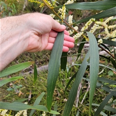 Acacia longifolia at Budawang, NSW - 29 Dec 2024