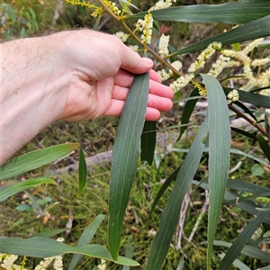 Acacia longifolia at Budawang, NSW - 29 Dec 2024