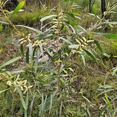 Acacia longifolia at Budawang, NSW - 29 Dec 2024