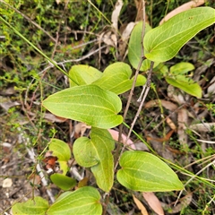 Smilax australis (Barbed-Wire Vine) at Budawang, NSW - 29 Dec 2024 by MatthewFrawley