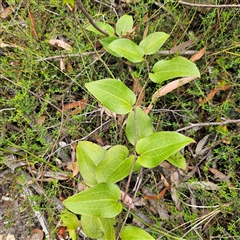 Smilax australis at Budawang, NSW - 29 Dec 2024 03:16 PM