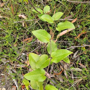 Smilax australis at Budawang, NSW - 29 Dec 2024 03:16 PM