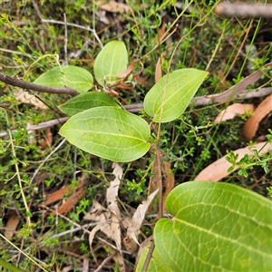 Smilax australis at Budawang, NSW - 29 Dec 2024 03:16 PM