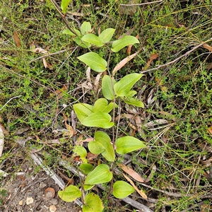 Smilax australis at Budawang, NSW - 29 Dec 2024 03:16 PM