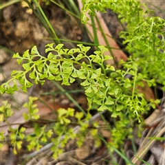 Lindsaea microphylla (Lacy Wedge-fern) at Budawang, NSW - 29 Dec 2024 by MatthewFrawley