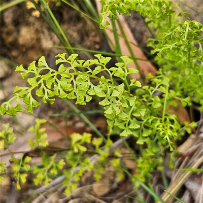 Lindsaea microphylla (Lacy Wedge-fern) at Budawang, NSW - 29 Dec 2024 by MatthewFrawley