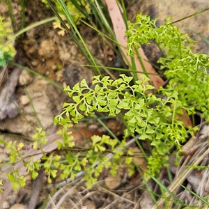 Lindsaea microphylla at Budawang, NSW - 29 Dec 2024 03:15 PM