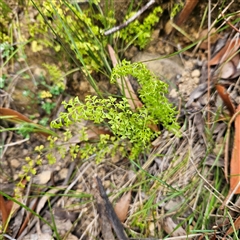 Lindsaea microphylla at Budawang, NSW - 29 Dec 2024 03:15 PM