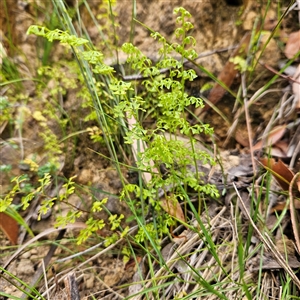 Lindsaea microphylla at Budawang, NSW - 29 Dec 2024 03:15 PM