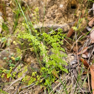 Lindsaea microphylla at Budawang, NSW - 29 Dec 2024 03:15 PM