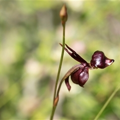 Caleana major (Large Duck Orchid) at Green Cape, NSW - 18 Oct 2022 by AlisonMilton