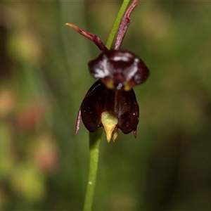 Caleana major at Green Cape, NSW - suppressed