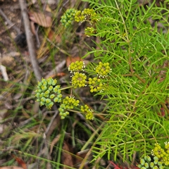 Polyscias sambucifolia subsp. Bipinnate leaves (J.H.Ross 3967) Vic. Herbarium (Ferny Panax) at Budawang, NSW - 29 Dec 2024 by MatthewFrawley