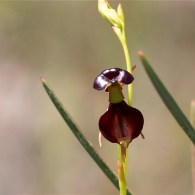 Caleana major (Large Duck Orchid) at Green Cape, NSW - 19 Oct 2022 by AlisonMilton