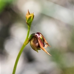 Caleana major at Green Cape, NSW - suppressed