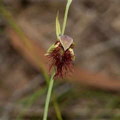 Calochilus paludosus (Strap Beard Orchid) at Green Cape, NSW - 19 Oct 2022 by AlisonMilton