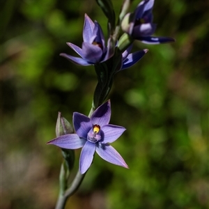 Thelymitra malvina at Green Cape, NSW - suppressed