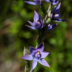 Thelymitra malvina at Green Cape, NSW - suppressed