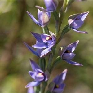 Thelymitra malvina at Green Cape, NSW - suppressed