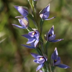 Thelymitra malvina at Green Cape, NSW - suppressed