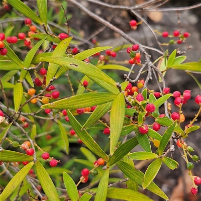 Leucopogon affinis (Lance Beard-heath) at Budawang, NSW - 29 Dec 2024 by MatthewFrawley