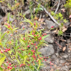 Leucopogon affinis at Budawang, NSW - 29 Dec 2024 03:04 PM