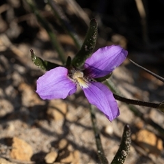 Scaevola ramosissima (Hairy Fan-flower) at Green Cape, NSW - 19 Oct 2022 by AlisonMilton