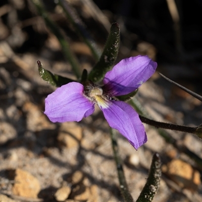 Scaevola ramosissima (Hairy Fan-flower) at Green Cape, NSW - 18 Oct 2022 by AlisonMilton