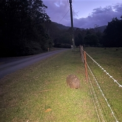 Vombatus ursinus at Kangaroo Valley, NSW - 29 Dec 2024 by lbradley