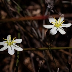 Thelionema caespitosum (Tufted Blue Lily) at Green Cape, NSW - 19 Oct 2022 by AlisonMilton