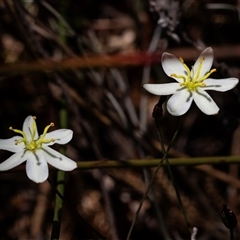 Thelionema caespitosum at Green Cape, NSW - 19 Oct 2022 by AlisonMilton