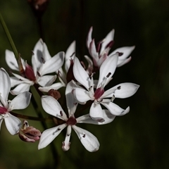 Burchardia umbellata (Milkmaids) at Green Cape, NSW - 19 Oct 2022 by AlisonMilton