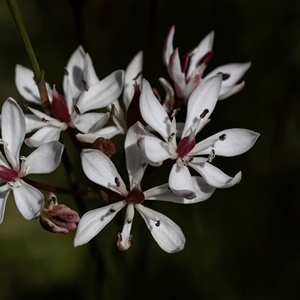 Burchardia umbellata at Green Cape, NSW - 19 Oct 2022