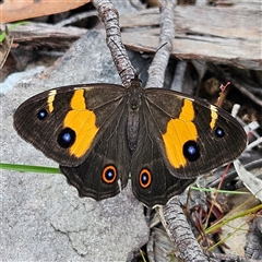 Tisiphone abeona (Varied Sword-grass Brown) at Budawang, NSW - 29 Dec 2024 by MatthewFrawley