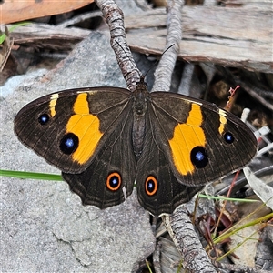 Tisiphone abeona at Budawang, NSW - 29 Dec 2024