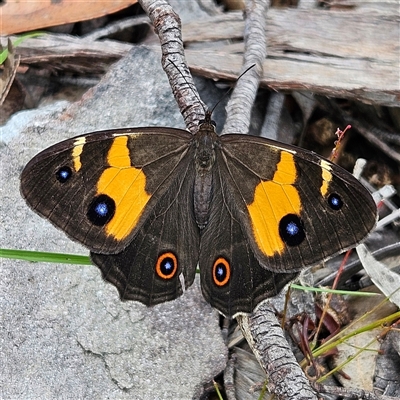 Tisiphone abeona (Varied Sword-grass Brown) at Budawang, NSW - 29 Dec 2024 by MatthewFrawley