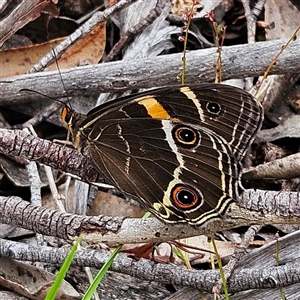 Tisiphone abeona at Budawang, NSW - 29 Dec 2024