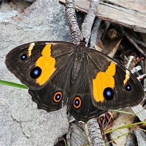 Tisiphone abeona at Budawang, NSW - 29 Dec 2024 02:53 PM