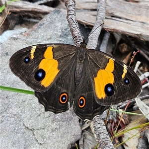 Tisiphone abeona at Budawang, NSW - 29 Dec 2024 02:53 PM