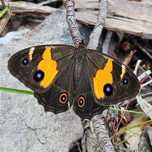 Tisiphone abeona at Budawang, NSW - 29 Dec 2024 02:53 PM