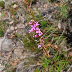 Stylidium armeria subsp. armeria (thrift trigger plant) at Budawang, NSW - 29 Dec 2024 by MatthewFrawley