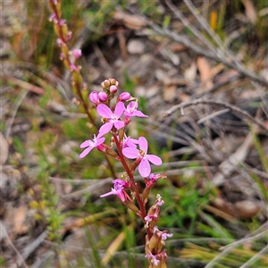 Stylidium armeria subsp. armeria at Budawang, NSW - 29 Dec 2024