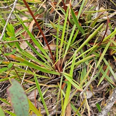 Stylidium armeria subsp. armeria at Budawang, NSW - 29 Dec 2024