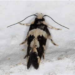 Macrobathra (genus) at Melba, ACT - 26 Dec 2024