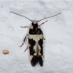 Macrobathra undescribed species No.1 at Melba, ACT - 26 Dec 2024 10:25 PM