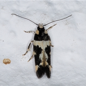 Macrobathra (genus) at Melba, ACT - 26 Dec 2024